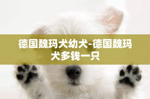 德國魏瑪犬幼犬-德國魏瑪犬多錢一只