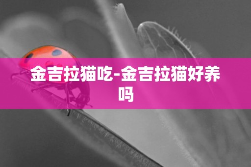 金吉拉貓吃-金吉拉貓好養嗎