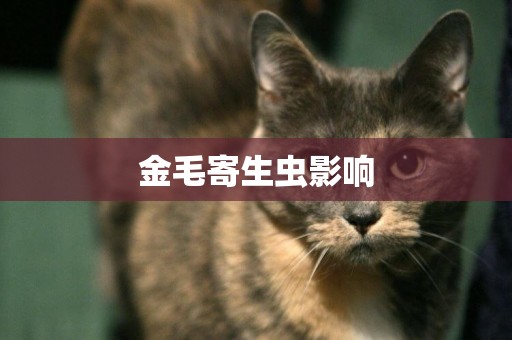 金毛寄生蟲影響