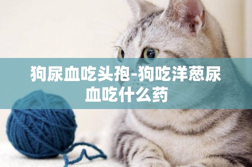狗尿血吃頭孢-狗吃洋蔥尿血吃什么藥