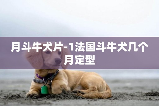 月斗牛犬片-1法國斗牛犬幾個月定型