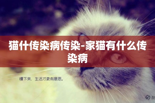 貓什傳染病傳染-家貓有什么傳染病