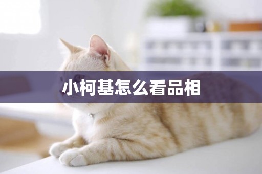 小柯基怎么看品相