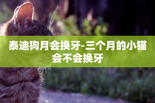 泰迪狗月會換牙-三個月的小貓會不會換牙