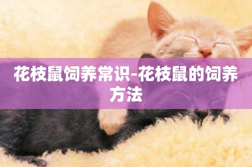 花枝鼠飼養常識-花枝鼠的飼養方法
