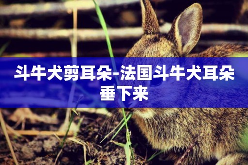 斗牛犬剪耳朵-法國斗牛犬耳朵垂下來