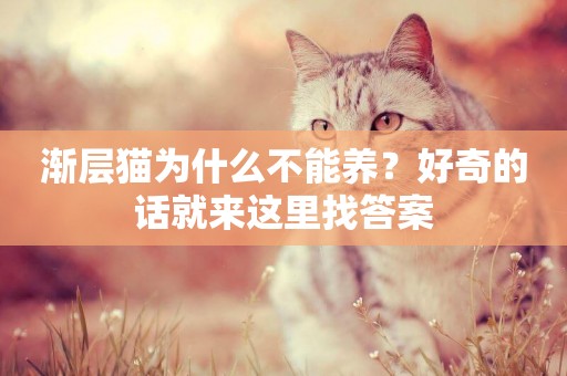 漸層貓為什么不能養?好奇的話就來這里找答案 漸層貓為什么不能養?好奇的話就來這里找答案