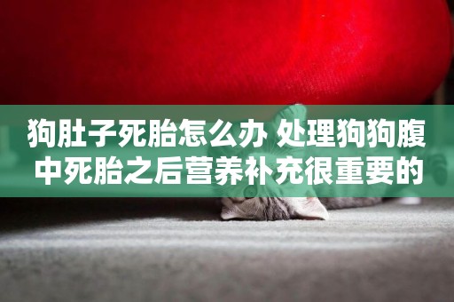 狗肚子死胎怎么辦 處理狗狗腹中死胎之后營養補充很重要的
