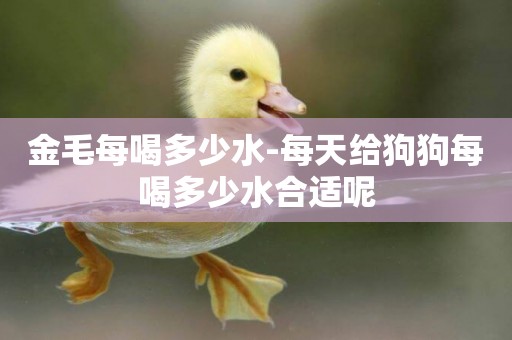 金毛每喝多少水-每天給狗狗每喝多少水合適呢