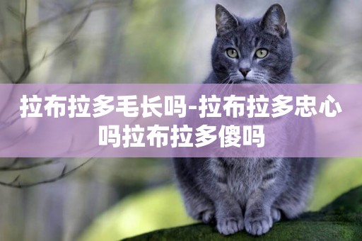 拉布拉多毛長嗎-拉布拉多忠心嗎拉布拉多傻嗎