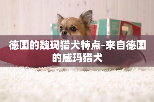 德國的魏瑪獵犬特點-來自德國的威瑪獵犬