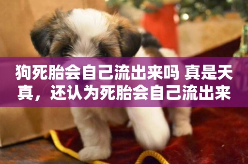 狗死胎會自己流出來嗎 真是天真，還認為死胎會自己流出來