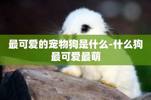 最可愛的寵物狗是什么-什么狗最可愛最萌
