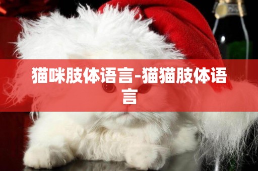 貓咪肢體語言-貓貓肢體語言
