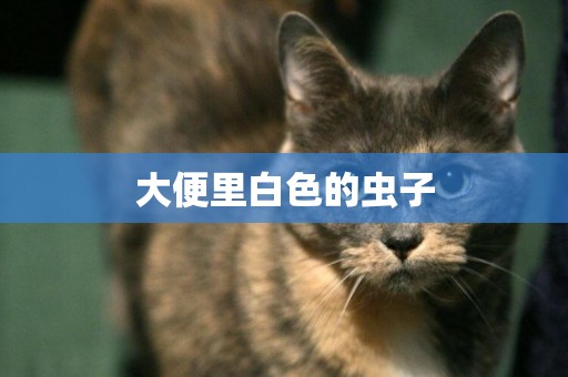 大便里白色的蟲子
