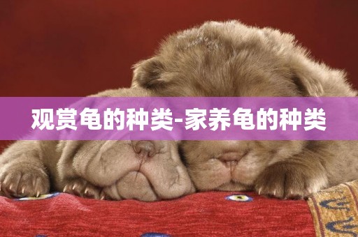 觀賞龜的種類-家養龜的種類