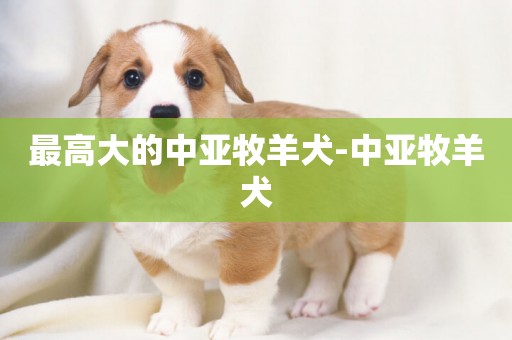 最高大的中亞牧羊犬-中亞牧羊犬