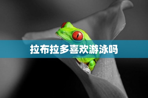 拉布拉多喜歡游泳嗎
