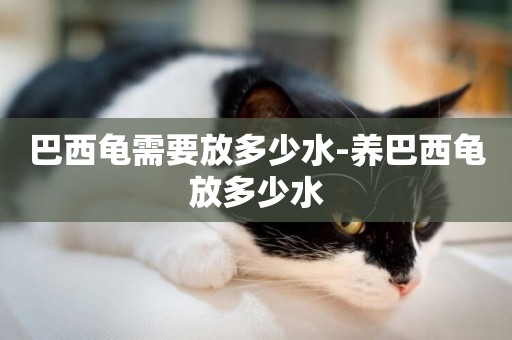巴西龜需要放多少水-養巴西龜放多少水