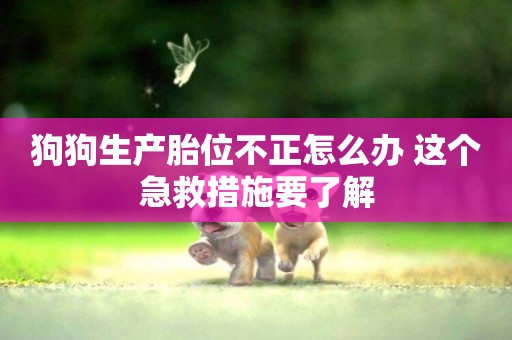 狗狗生產胎位不正怎么辦 這個急救措施要了解