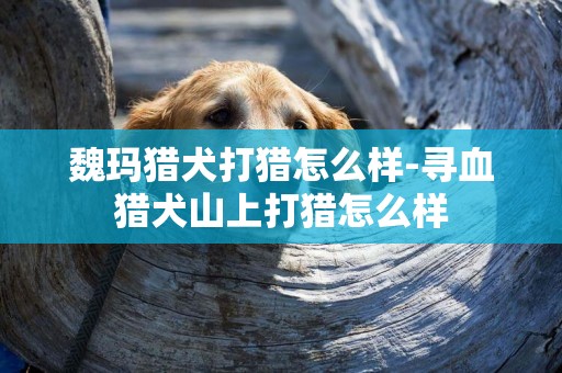魏瑪獵犬打獵怎么樣-尋血獵犬山上打獵怎么樣