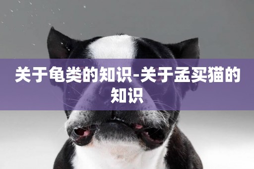 關于龜類的知識-關于孟買貓的知識