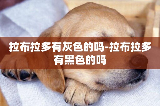 拉布拉多有灰色的嗎-拉布拉多有黑色的嗎