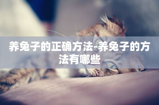養兔子的正確方法-養兔子的方法有哪些