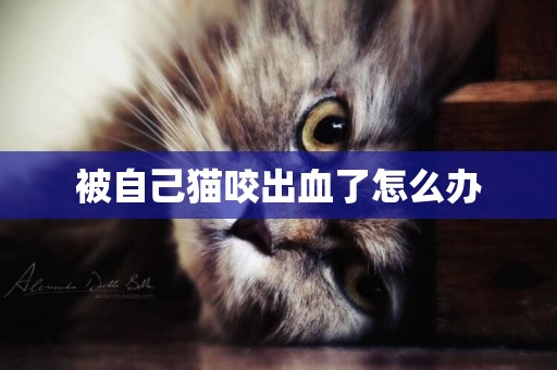 被自己貓咬出血了怎么辦