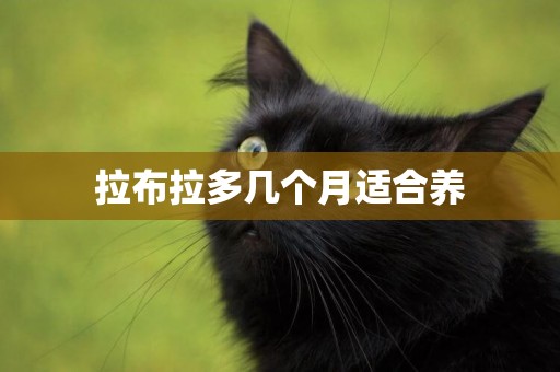 拉布拉多幾個月適合養