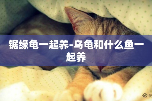 鋸緣龜一起養-烏龜和什么魚一起養