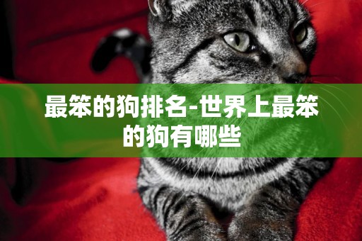 最笨的狗排名-世界上最笨的狗有哪些
