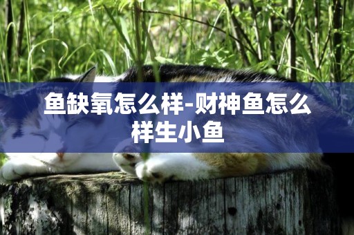 魚缺氧怎么樣-財神魚怎么樣生小魚