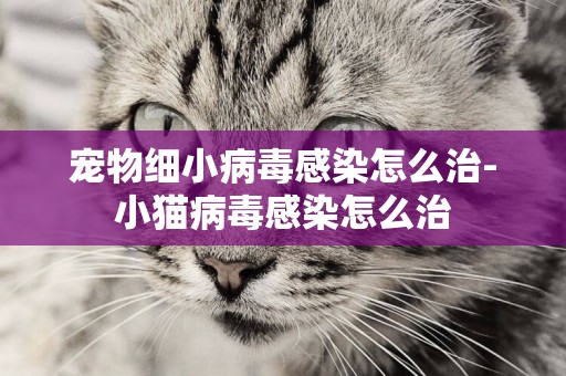 寵物細小病毒感染怎么治-小貓病毒感染怎么治