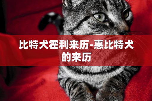 比特犬霍利來歷-惠比特犬的來歷