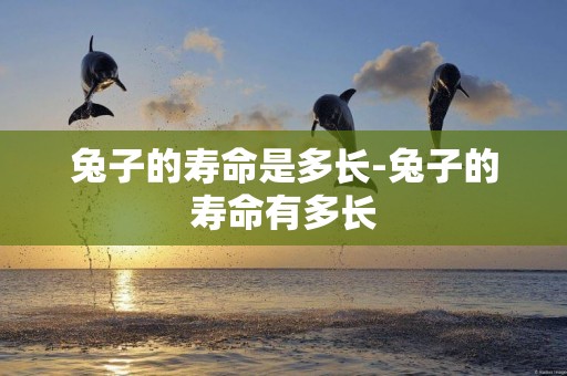 兔子的壽命是多長-兔子的壽命有多長