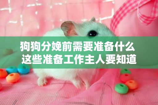 狗狗分娩前需要準備什么 這些準備工作主人要知道