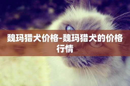 魏瑪獵犬價格-魏瑪獵犬的價格行情