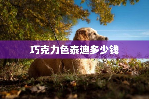 巧克力色泰迪多少錢