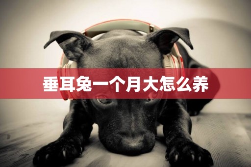 垂耳兔一個月大怎么養