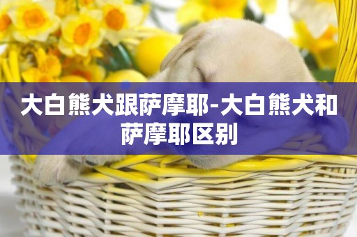 大白熊犬跟薩摩耶-大白熊犬和薩摩耶區別