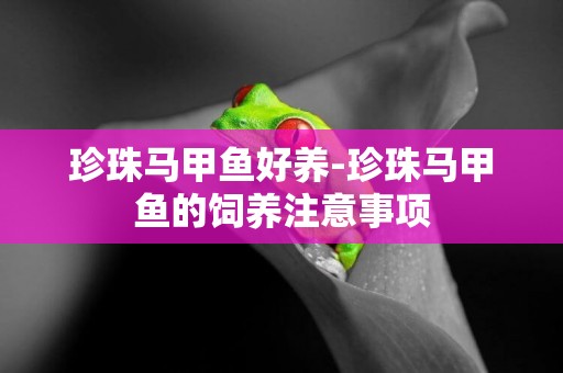 珍珠馬甲魚好養-珍珠馬甲魚的飼養注意事項