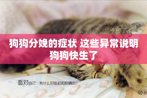 狗狗分娩的癥狀 這些異常說明狗狗快生了