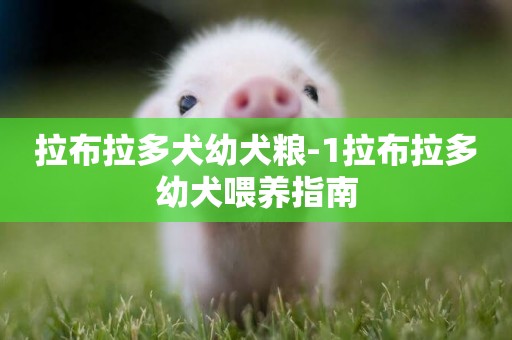拉布拉多犬幼犬糧-1拉布拉多幼犬喂養指南