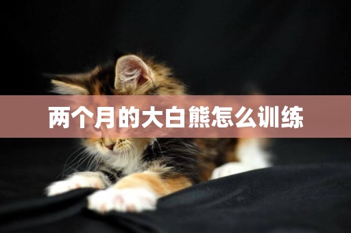 兩個月的大白熊怎么訓練