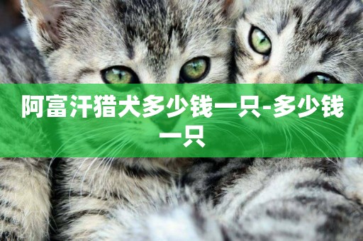 阿富汗獵犬多少錢一只-多少錢一只