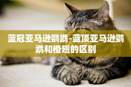 藍冠亞馬遜鸚鵡-藍頂亞馬遜鸚鵡和橙翅的區別