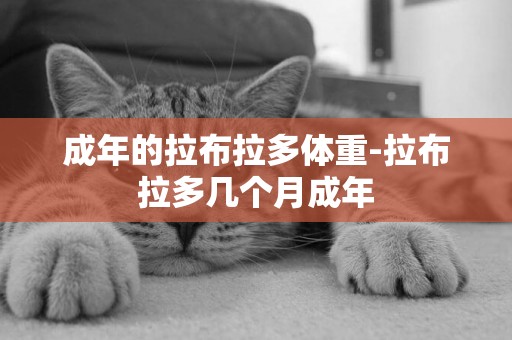 成年的拉布拉多體重-拉布拉多幾個月成年
