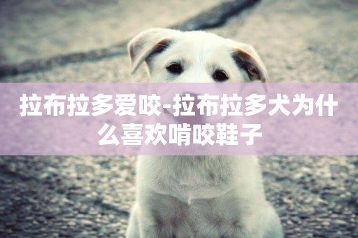 拉布拉多愛咬-拉布拉多犬為什么喜歡啃咬鞋子