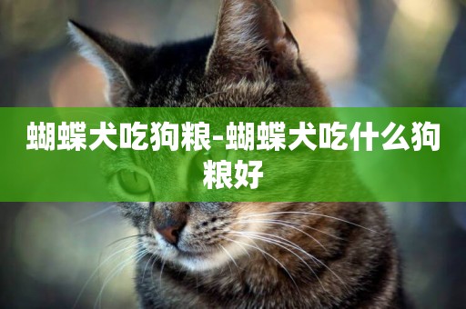 蝴蝶犬吃狗糧-蝴蝶犬吃什么狗糧好